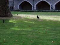 Crows in the Tower of London