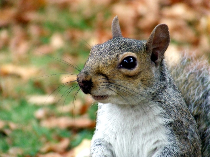 Ardilla en Regent's Park (Londres) - Squirrel in Regent's Park London